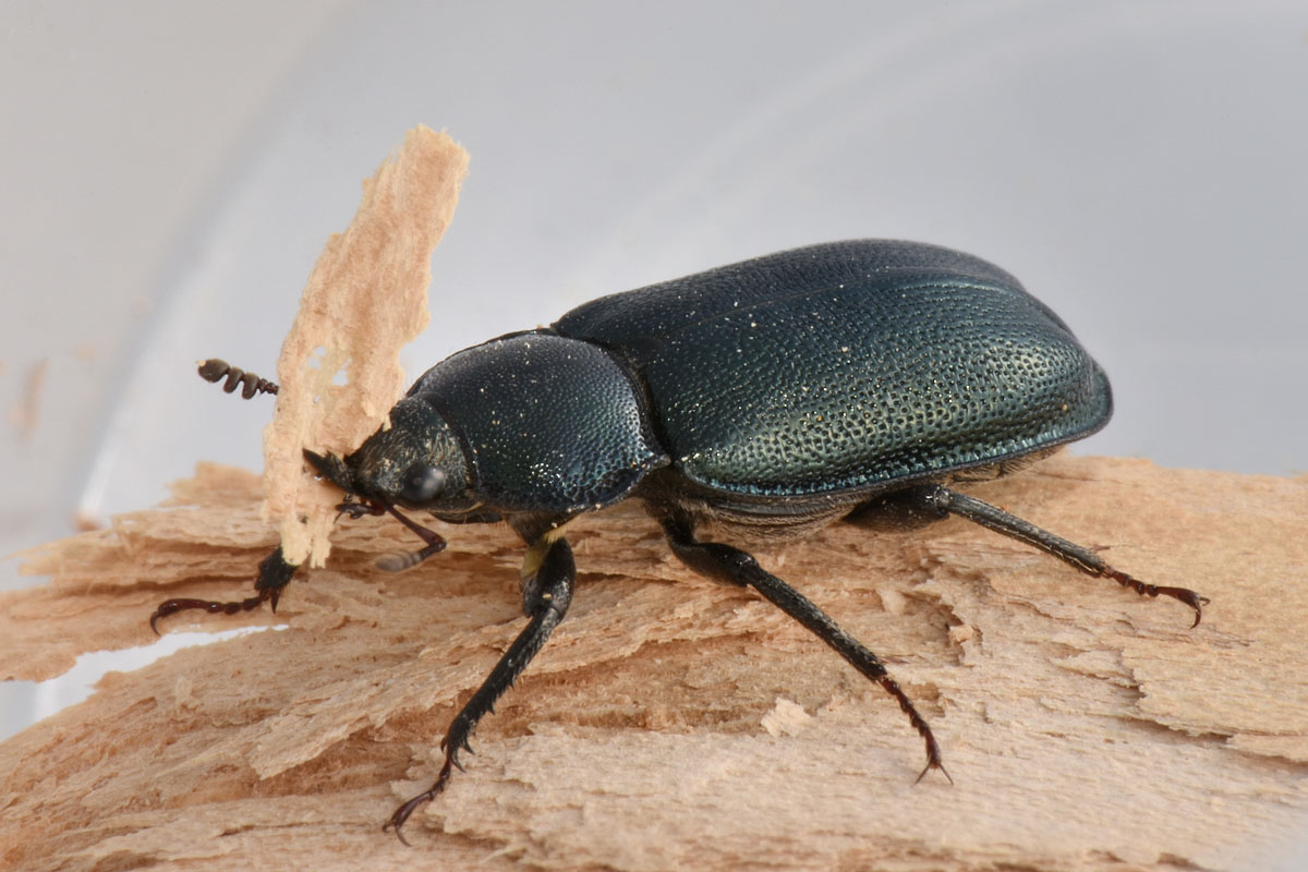 Lucanidae: Platycerus caraboides, femmina
